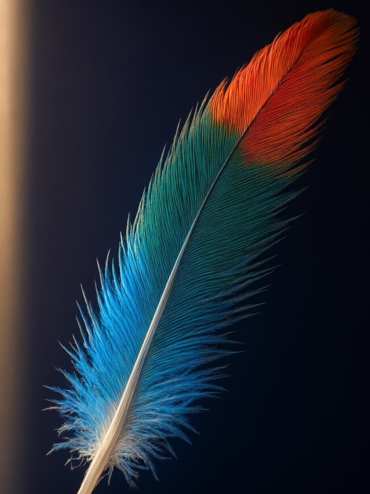 A kingfisher feather in close macro, electric blue shading to orange-red, on a dark ground.